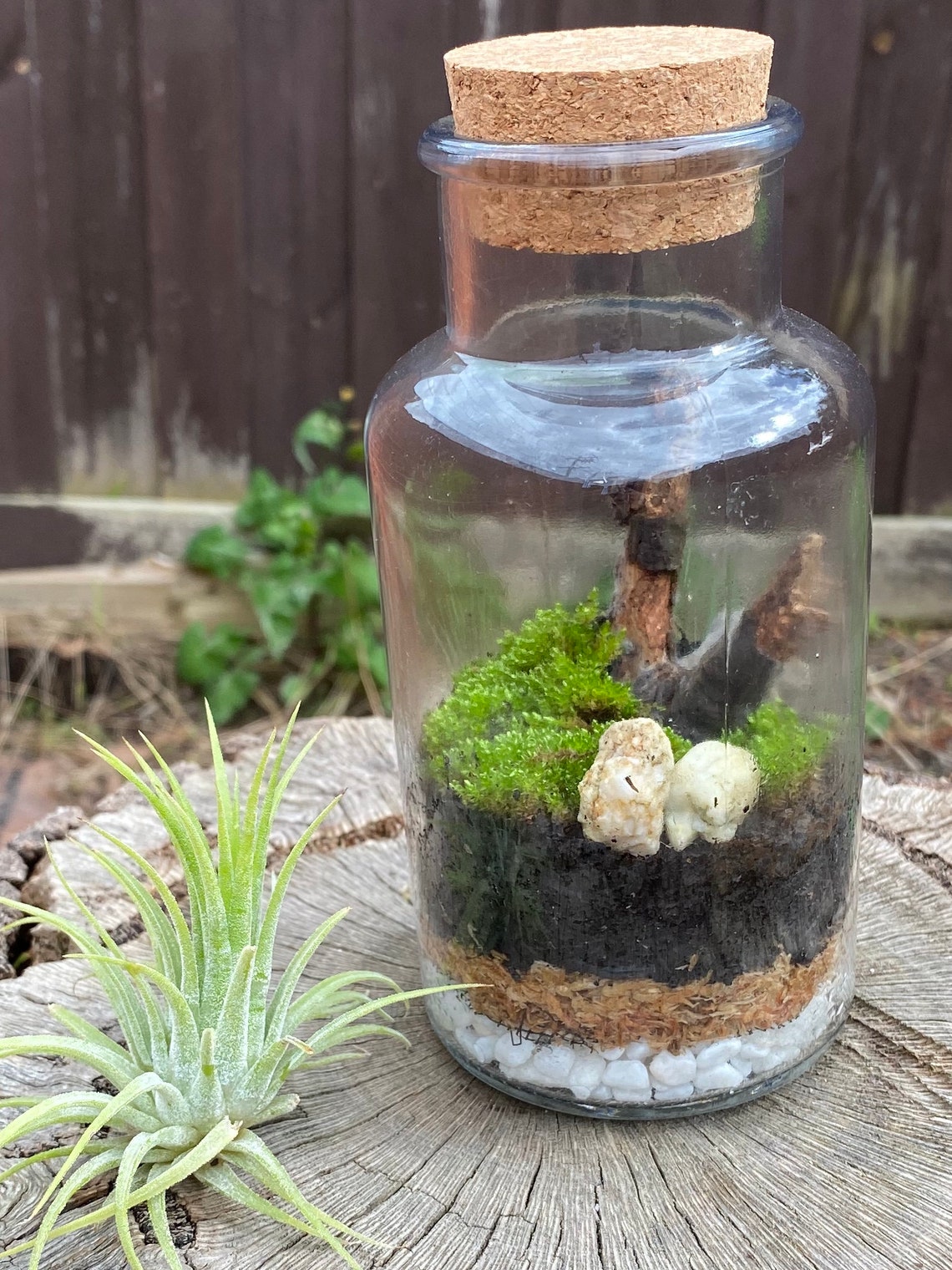 Live Moss Pack for Terrariums Etsy Australia