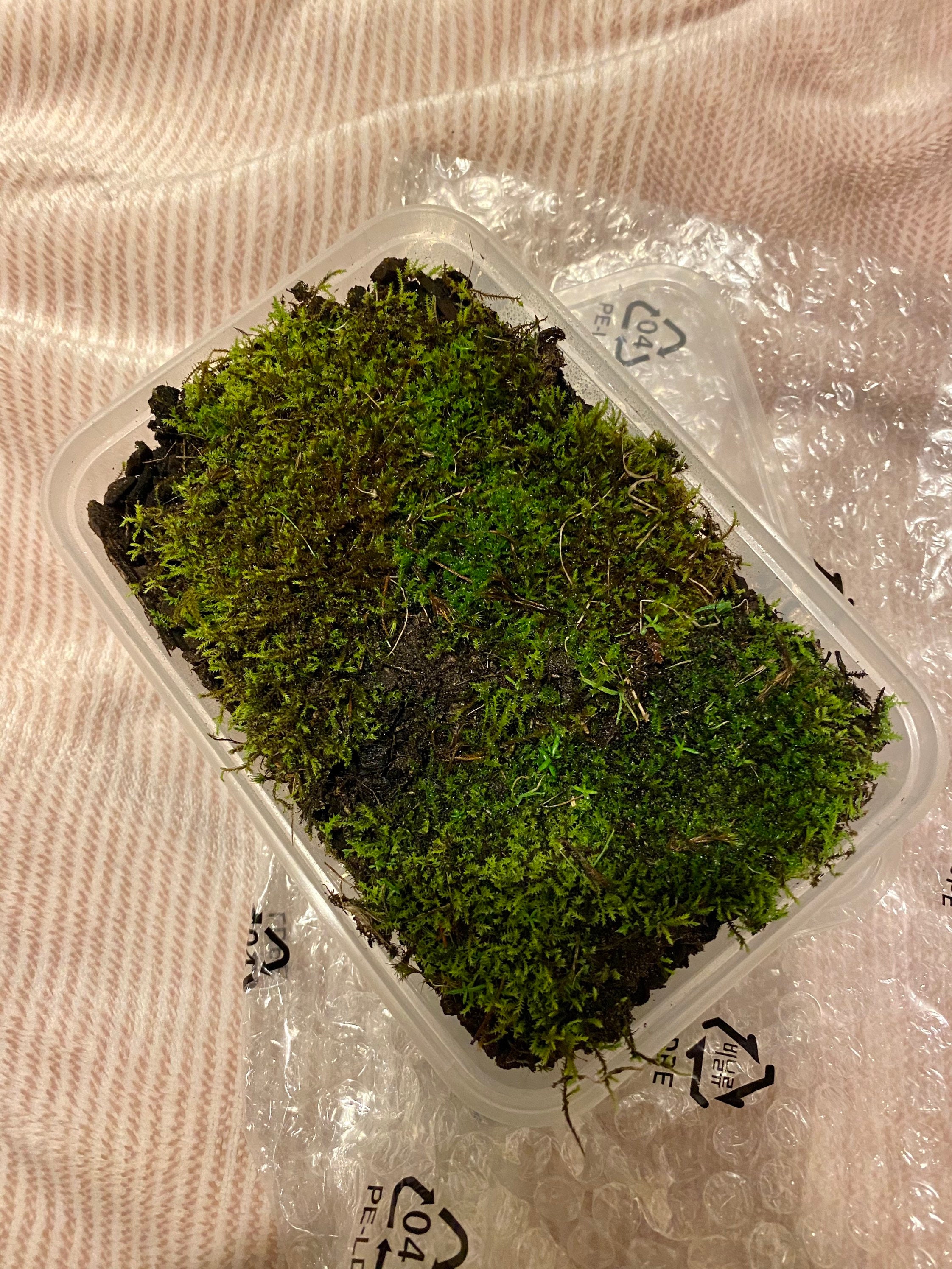 Live Moss Pack For Terrariums Etsy