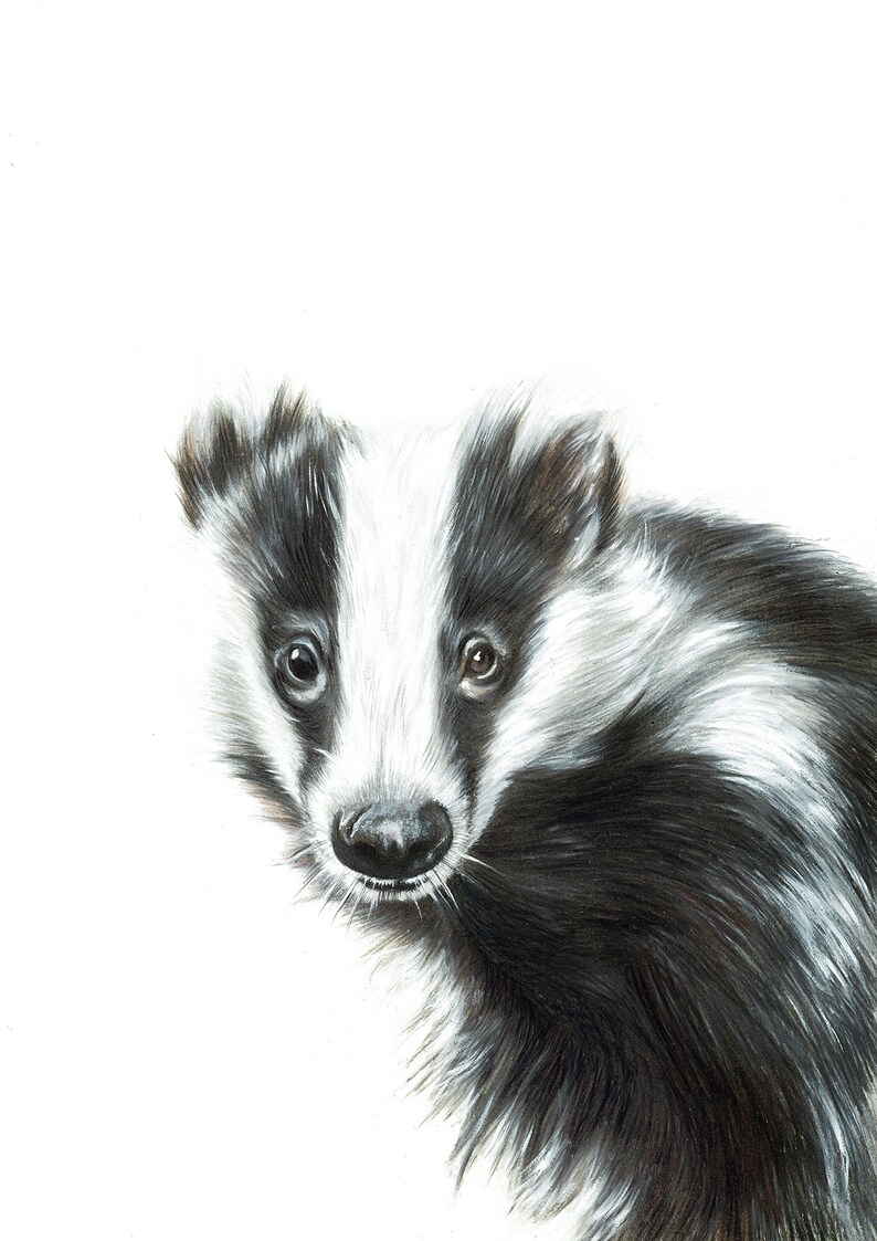Wildlife /& Nature Gifts Wall Art Hand Drawn Animal Print Badger no2