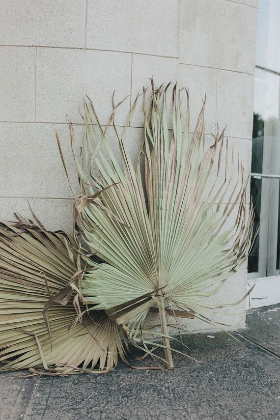 Large Dried Palm Leaf/Wall Art/Green Palm/Dried Etsy