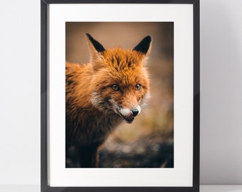 Cute Fox, Animal art photo, Wild animal portrait wall art print, children room decoration, Nature Poster for nursery