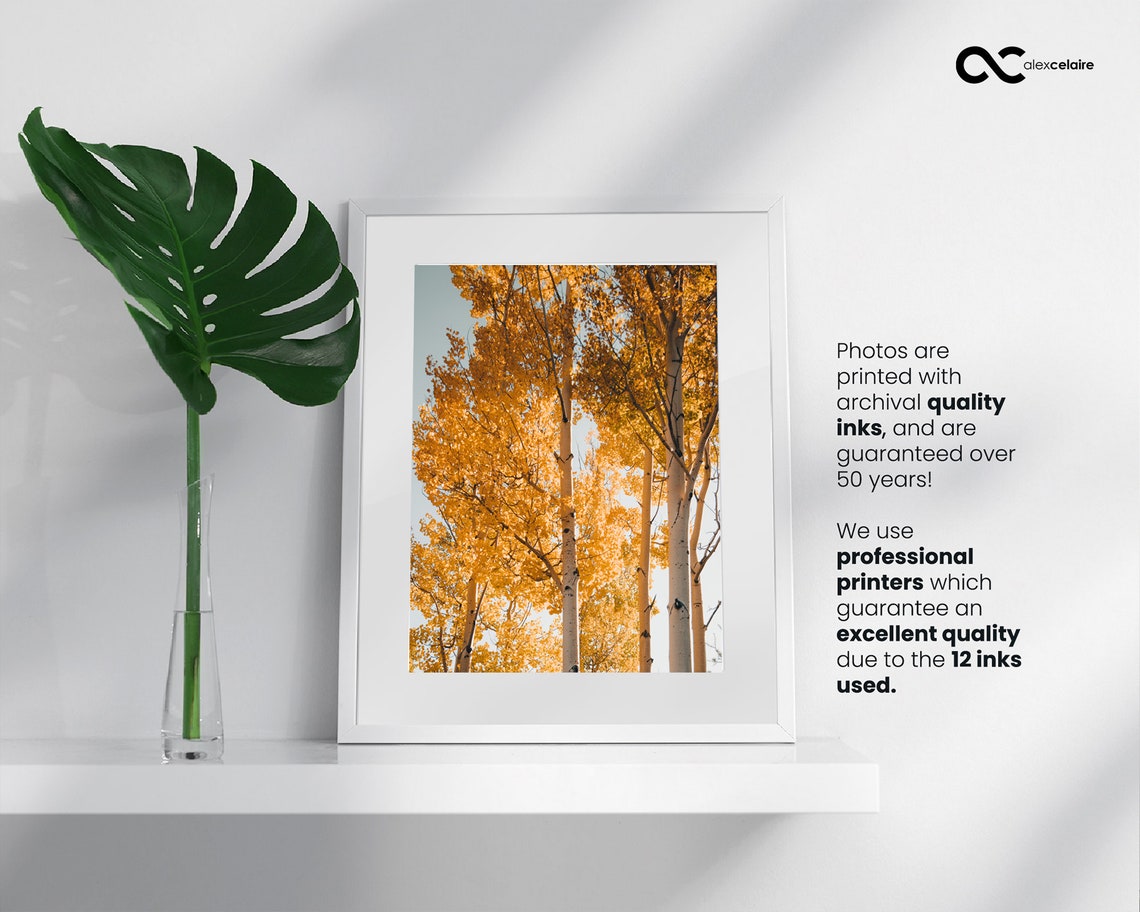 Fall Colors Wall Art, Forest Fine Art Prints, Moody Wall Art Print