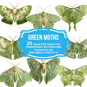 Grüne Motte Clipart - digitale Motte Illustrationen im PNG Clip Art Format, sofortiger Download für kommerzielle Nutzung, hohe Auflösung, Fussy Cuts