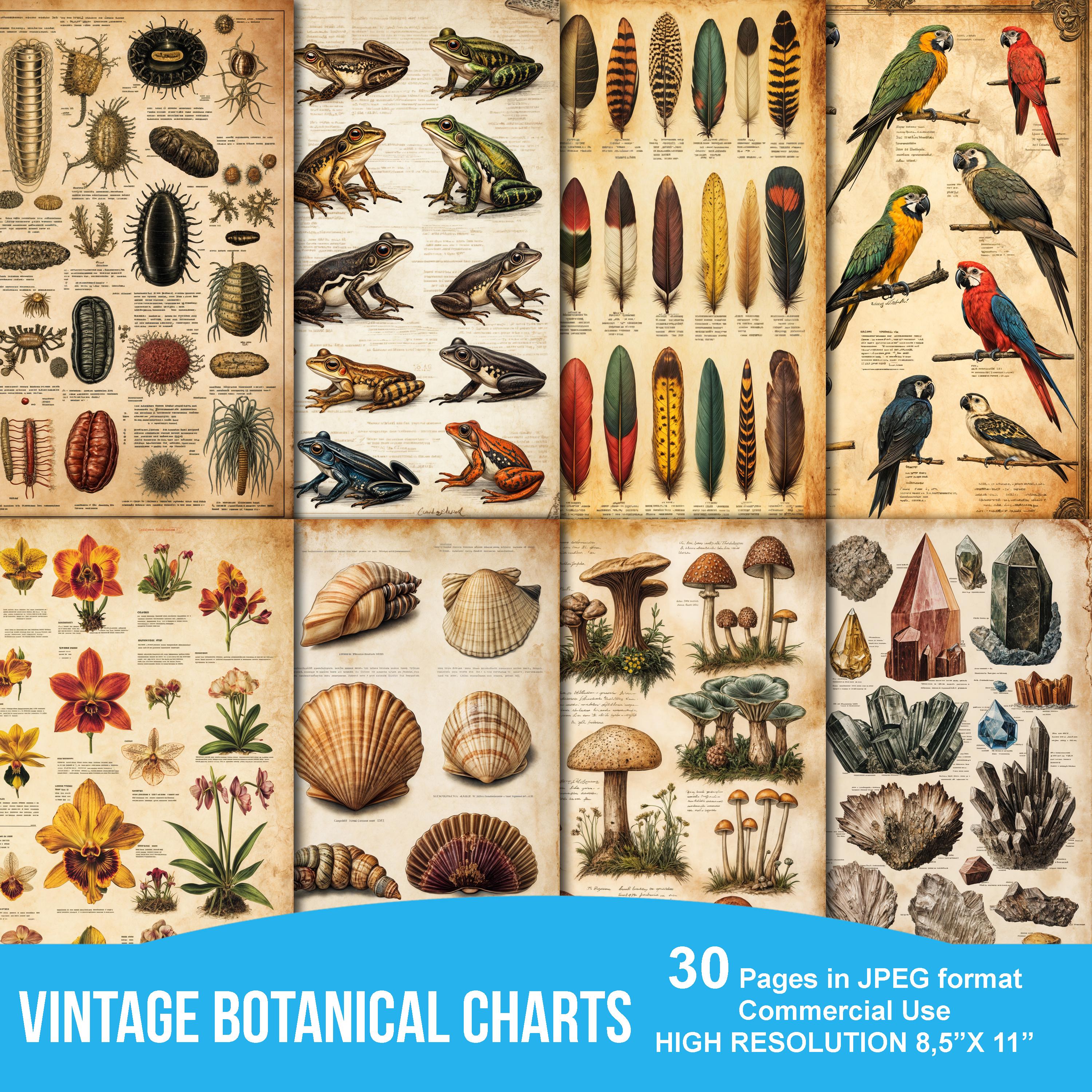 Victorian Naturalistic Charts Junk Journal Printable Pages, Scrapbook Printable Kit, Printable Paper, Digital Collage, Instant Download