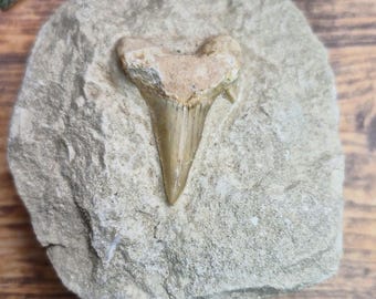 Otodus hajtänder i berggrunden | Hajfossiler | Hajtänder