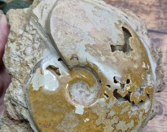 Großes freistehendes Ammonit-Fossil Auf Gesteinsmatrix | Vorgeschichte | Fossilien | Statement Stück