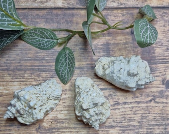 Kleine Muschel Fossil Muschel | Hochwertige Muscheln