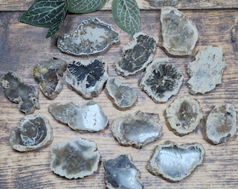 Mini Petrified Wood Slabs
