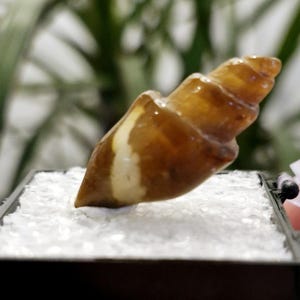 May include: A brown and white seashell with a spiral shape. The shell is sitting on a white surface.