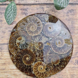 Polished Ammonite Fossil Coasters | Home Decor | Unique Gifts