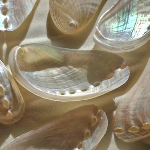 Concha de abulón pequeña / Conchas marinas perladas / Cristales curativos / Decoración de altar
