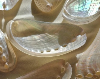 Small Abalone Shell |  Pearlized Ocean Shells | Healing Crystals | Altar Decor
