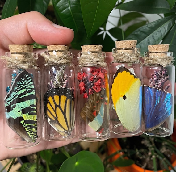 Real Butterfly Wing in Glass Bottle // Bottled Butterfly Wings // Lucky Butterfly Wings // Dried Flowers // Witchy Jar // Oddity Keepsake