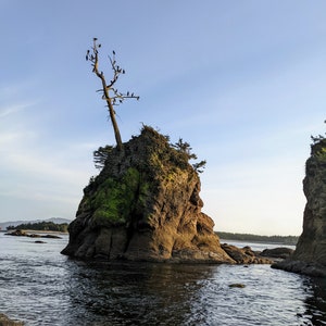 Picture of Birds on a Tree off The Tillamook, OR Coast-Digital Photo