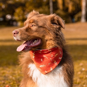 Op de afbeelding: Een bruine en witte Australian Shepherd hond met een rode bandana met een gouden bladmotief. De hond kijkt naar links en heeft zijn bek open, waardoor zijn tong zichtbaar is.