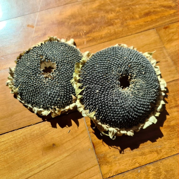 Organic Dried Sunflower Head