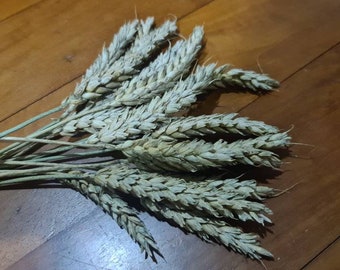 Organic Wheat Stalk or Wheat Spray