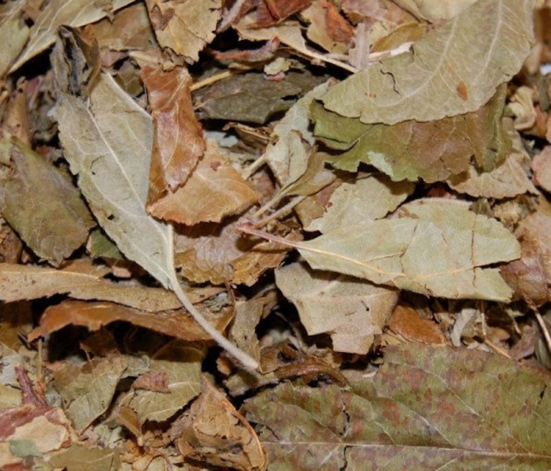 Dried Apple Leaves Etsy