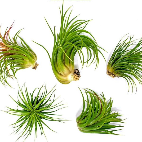 Ionantha Tillandsia Small Air Plant Pack | 2 à 3,5 | Plantes d’intérieur tropicales vivantes, plantes d’air de terrarium d’intérieur| Planteur de géodes de petites plantes aériennes