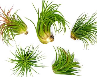 Paquete de plantas de aire pequeñas Tillandsia Ionantha / 2 a 3,5 / Plantas de interior tropicales vivas, Plantas de aire para terrarios de interior / Plantas de aire pequeñas Geode Planter
