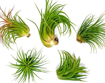 Ionantha Tillandsia Small Air Plant Pack / 2 a 3.5 / Plantas de interior tropicales vivas, Plantas de aire de terrario interior / Plantadora de geoda de plantas de aire pequeñas