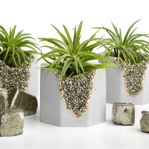 Könnte beinhalten: Drei kleine weiße Beton-Pflanzgefäße mit goldenen Akzenten und einem geometrischen Design. Jeder Topf enthält eine andere Luftpflanze. Die Töpfe sind von kleinen, goldfarbenen Pyrit-Steinen umgeben.