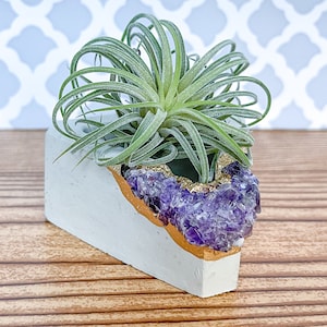 May include: A small white concrete planter shaped like a geode with a gold rim and purple amethyst crystals. A green air plant is growing in the planter.