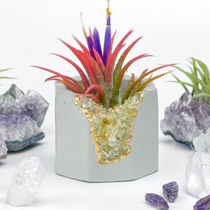 Könnte beinhalten: Ein kleiner grauer Betontopf mit einem Blattgold-Design und einer kristallinen Textur. Der Topf ist mit einer rosa und violetten Luftpflanze gefüllt. Der Topf ist von Amethyst- und klaren Quarzkristallen umgeben.