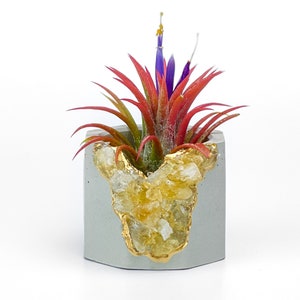 Könnte beinhalten: Ein kleiner grauer Betontopf mit einem goldenen und klaren Kristalldesign. Eine rote und grüne Luftpflanze wächst im Topf.