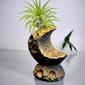 May include: A unique air plant holder shaped like a crescent moon, with a textured, metallic gold and black finish. The holder cradles a vibrant green air plant. The base has two circular indentations. A decorative piece for home decor.