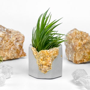 Könnte beinhalten: Ein grauer Betontopf mit goldener Akzent und einer kleinen Luftpflanze, die darin wächst. Der Topf ist mit gelben Kristallen verziert.