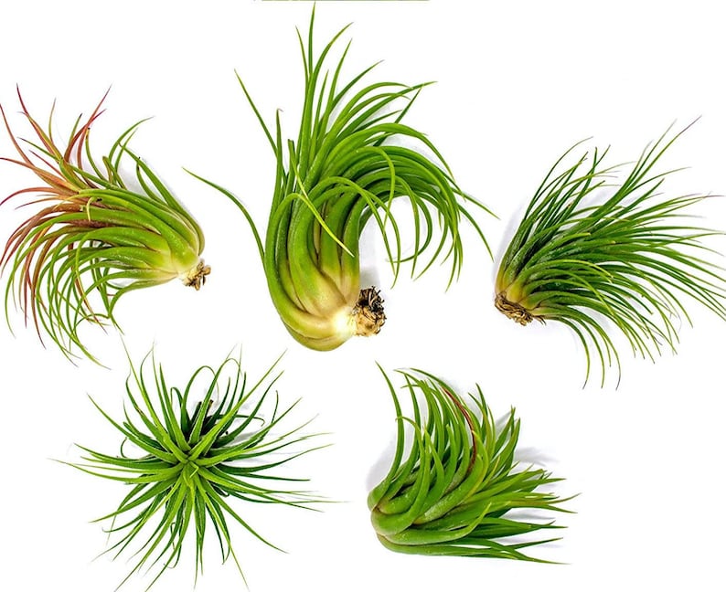 1 year warranty Ionantha Tillandsia Small Air Plant Pack