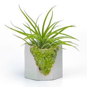 Könnte beinhalten: Eine kleine Luftpflanze in einem grauen Betontopf mit einem grünen und goldenen Kristalldesign.