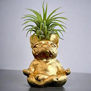 May include: A gold-colored bulldog planter in a seated yoga pose, holding a green air plant. The planter has a smooth, metallic finish and detailed facial features. The air plant has long, green leaves.
