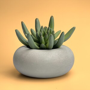 May include: A small succulent plant in a gray, round, concrete planter. The plant has green leaves and is growing in a circular pattern.