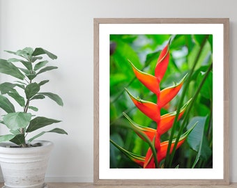 Hawaii Heliconia Bihai | Catherine | 8x10, 11x14, 16x20 | Oahu Pictures | Travel Prints | Hawaii Wall Decor