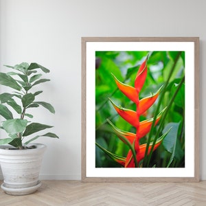 Hawaii Heliconia Bihai | Catherine | 8x10, 11x14, 16x20 | Oahu Pictures | Travel Prints | Hawaii Wall Decor
