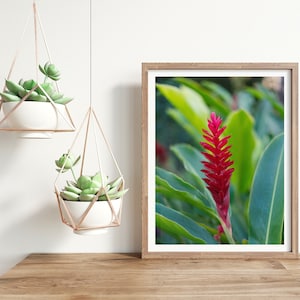 Hawaiian Red Ginger | &quot;Maria&quot; | Waikiki | Ostrich Plume | Pink Cone Ginger | Alpinia Purpurata