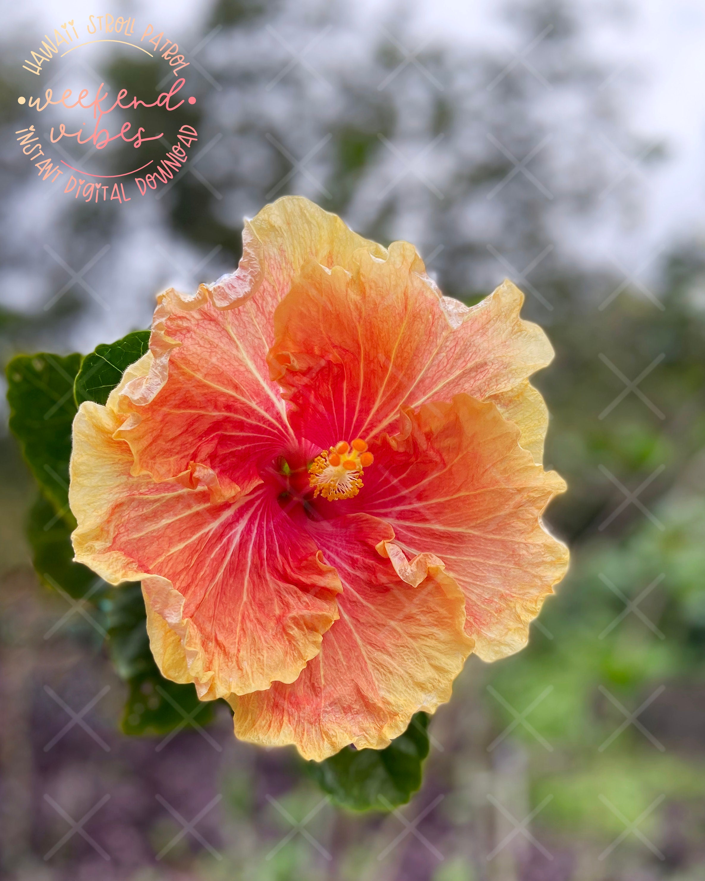 Stroll Patrol to Waimea Valley Hélène's hawaiian Sunset Hibiscus