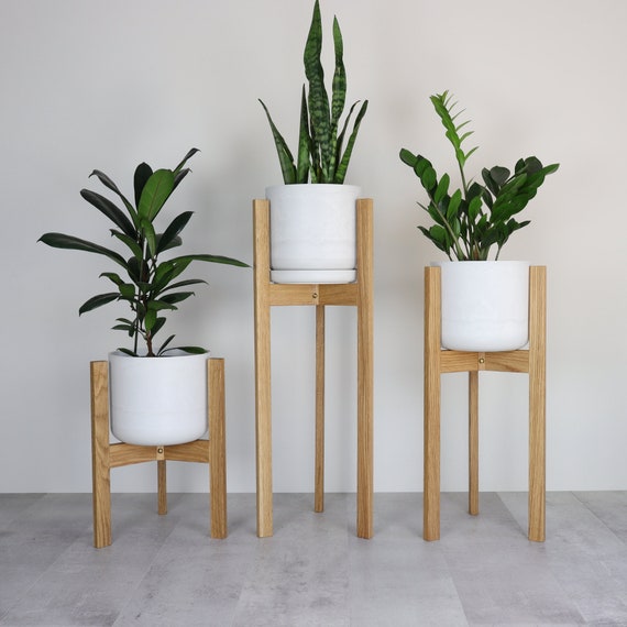 tiny palm plant China palm in 8 inch white plastic pot – Plantncr main image 1