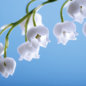 Lily of the Valley Absolute Oil Convallaria Majalis Flower Essential Oil May Bells Oil Mary&#39;s Tears Oil May Lily Oil Fairy Cup Oil