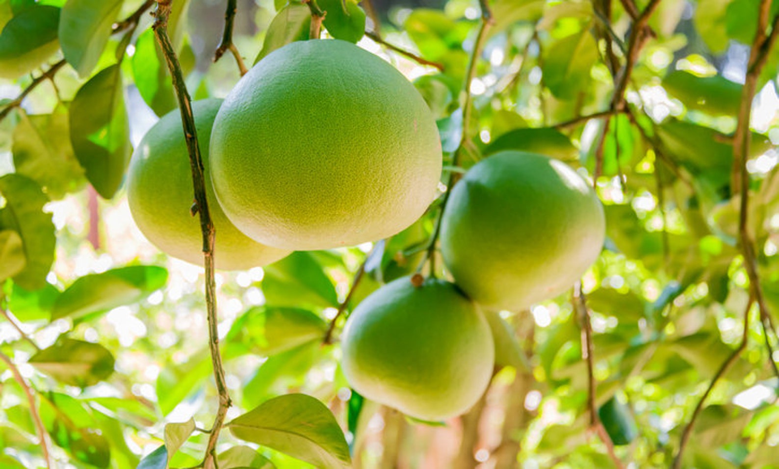 Pomelo Essential Oil Pure Natural Citrus Grandis Oil Cold Pressed