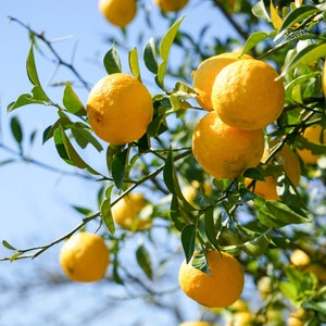 Yuzu Essential Oil Pure Yuzu Fruit Oil Cold Pressed Genuine Yuja Fruit Essential Oil