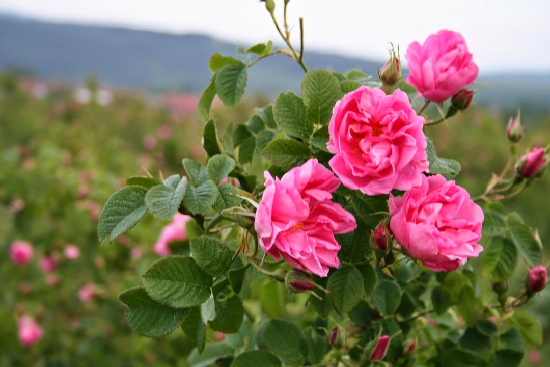 Bulgarian Rose Essential Oil Pure Bulgarian Rose Otto Essential
