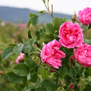 Bulgarian Rose Essential Oil Pure Bulgarian Rose Otto Essential Oil Hydro Distilled Genuine Rosa Damascena Essential Oil