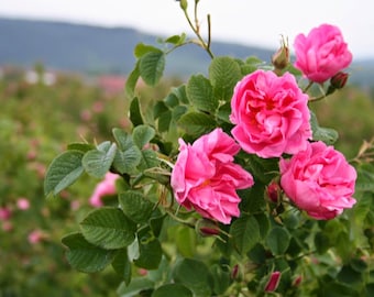 Bulgarian Rose Essential Oil Pure Bulgarian Rose Otto Essential Oil Hydro Distilled Genuine Rosa Damascena Essential Oil