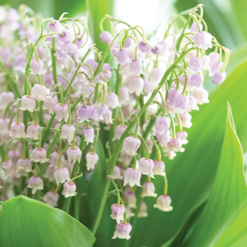 Lily of the Valley Absolute Oil Convallaria Majalis Flower Essential