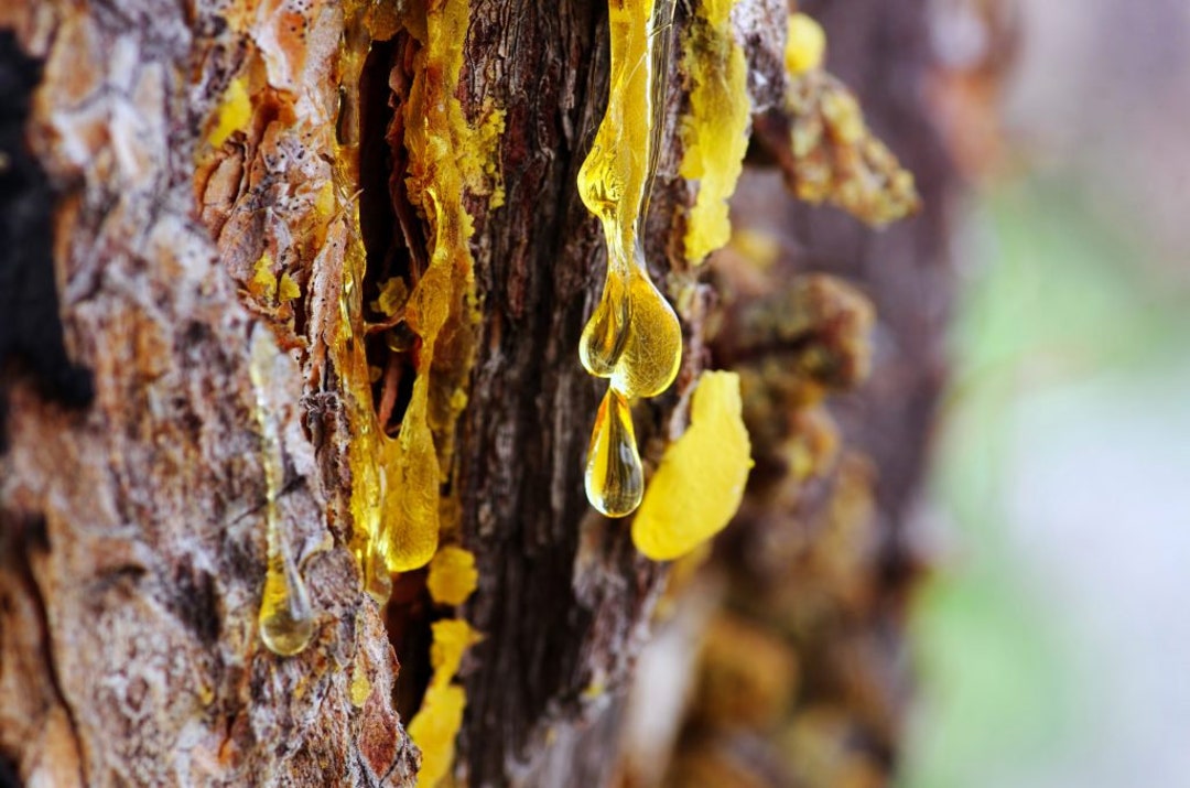 Amber Essential Oil Fossilized Conifer Pine Sap Oil Fossilized Tree