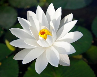 White Lotus Absolute Oil Pure White Lotus Essential Oil Organically Extracted Genuine Nelumbo Nucifera Flower Oil Lotus Flower Oil