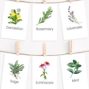 42 Herb Flashcards, Printable Garden Herbs, Medicinal Herbs, Montessori Flashcards,  Montessori Materials, Homeschool, Preschool Flashcards
